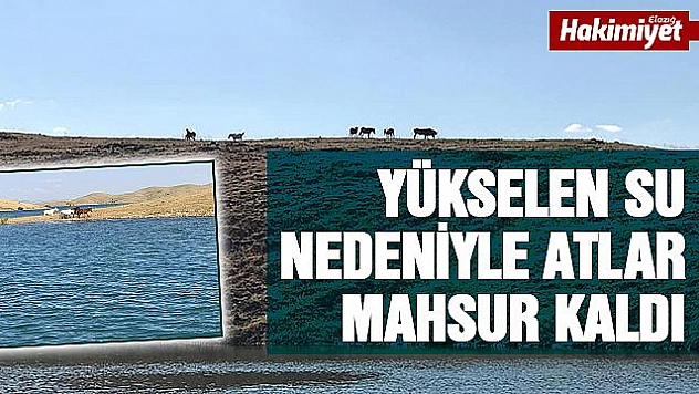 SU SEVİYESİ YÜKSELDİ ATLAR MAHSUR KALDI 