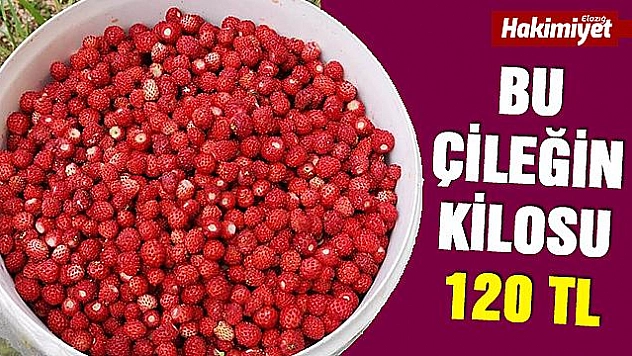 Bu çileğin kilosu 120 TL