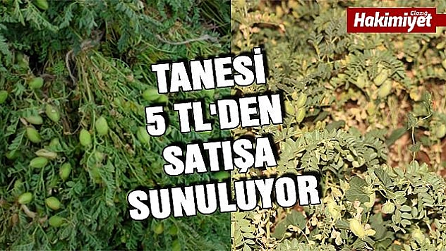 Elazığ'da Yeşil Nohut Satışa Çıktı