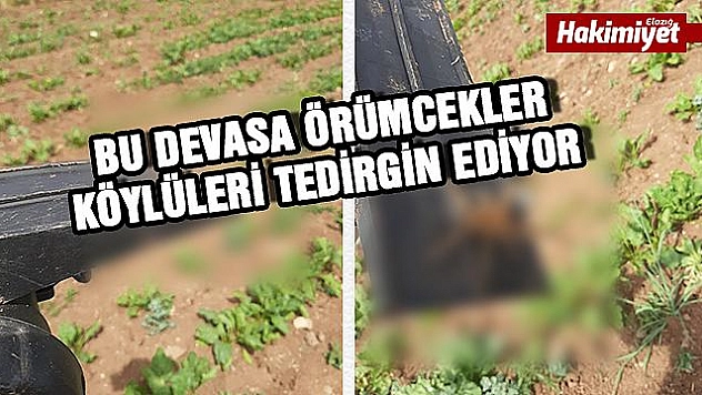 Kovancılar'da Örümcekler Tedirgin Ediyor
