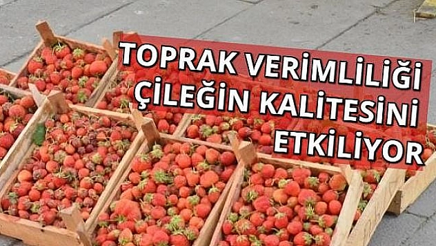 Kuyulu Çileğine Vatandaş Yoğun İlgi Gösteriyor