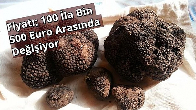 Mantarda Hedef '350 Milyon Dolar'