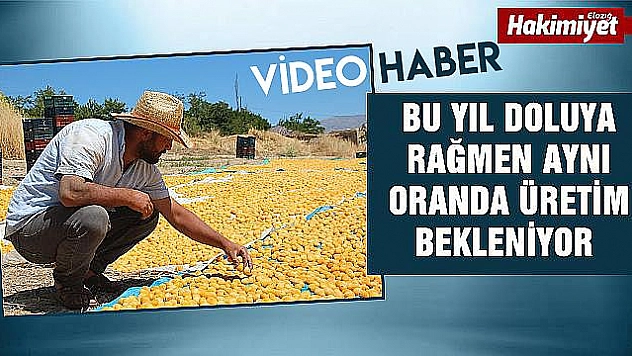 Baskil'de 1 Milyon Ağaçta 'Kayısı Hasadı' Yapıldı