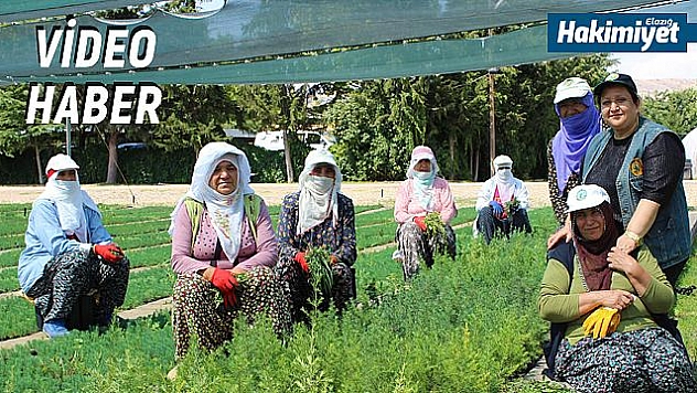 Ormanlar, kadınların ellerinden yeşeriyor 