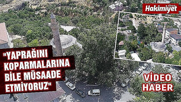 Harput'un 3 asırlık çınarı, herkes gözü gibi bakıyor