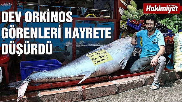 ELAZIĞ'DA BÖYLE BİR BALIK GÖRÜLMEDİ, TAM 241 KİLO 