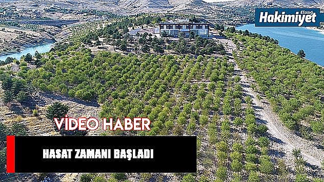 Güzelliği ile dikkat çeken 'Badem Adası'nda hasat zamanı