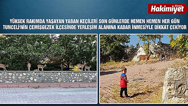 Yaban keçileri her gün o ilçede