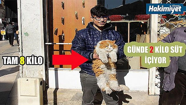 8 KİLO AĞIRLIĞINDA VE GÜNDE 2 KİLO SÜT İÇEN ' ŞERAFETTİN' İSİMLİ KEDİ ESNAFLARIN GÖZ BEBEĞİ OLDU