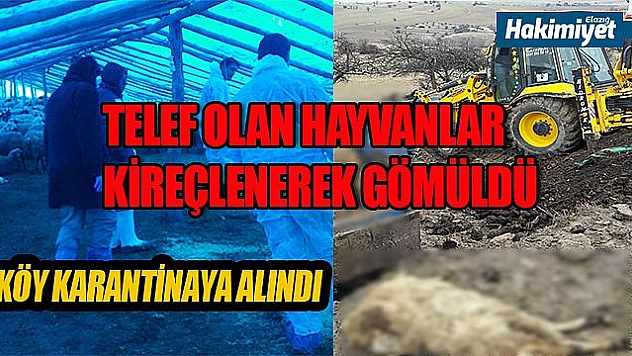 TELEF OLAN HAYVANLAR EKİPLER TARAFINDAN KİREÇLENEREK GÖMÜLDÜ 