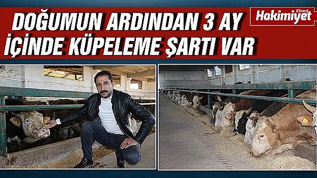 Çiftçilerden hayvanlarına küpe takılmadığı iddiası
