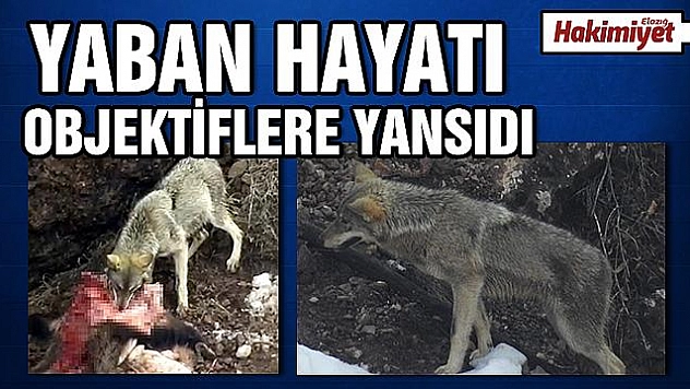Kurtlar karnını doyururken görüntülendi