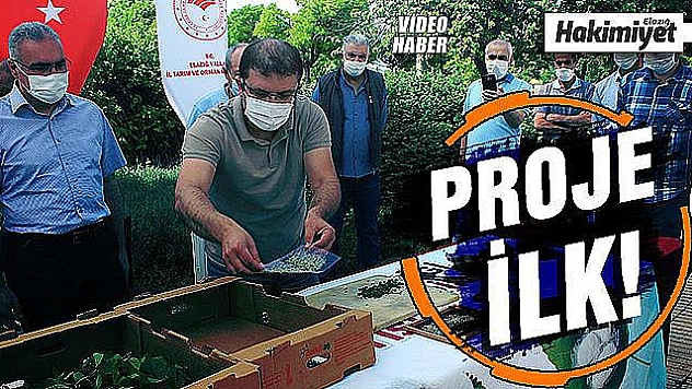 Elazığ'dan Koza üretimi için, ipekböceği yetiştiriciliği atılımı