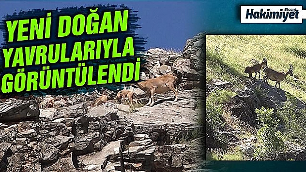 Yaban keçileri, yavruları ile görüntülendi