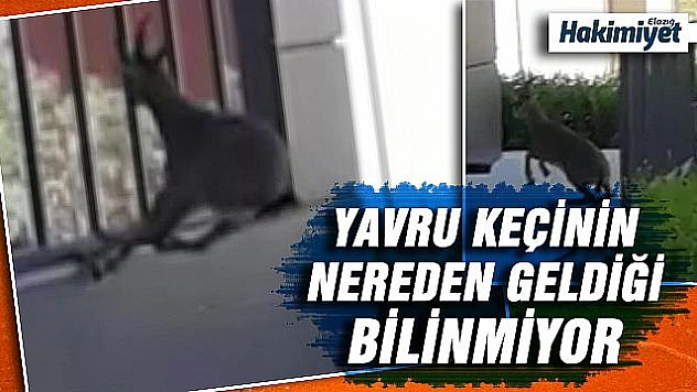 Yaban keçisi, şehir hastanesinin bahçesinde görüntülendi   