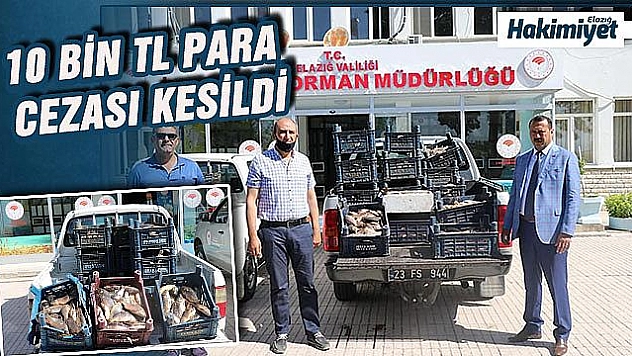 Bir ton kaçak balık ele geçirildi