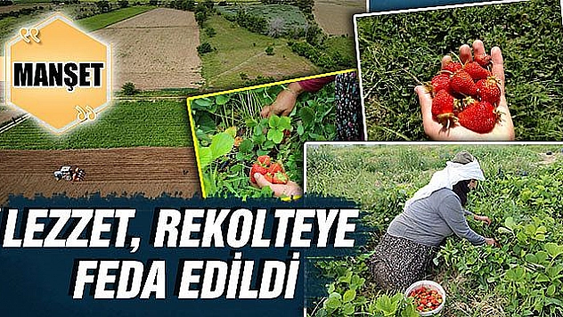 ÇİLEĞİN DE TADI KAÇTI