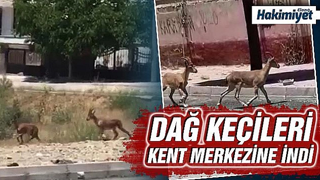 Dağ keçileri bu kez mahalleye kadar indi