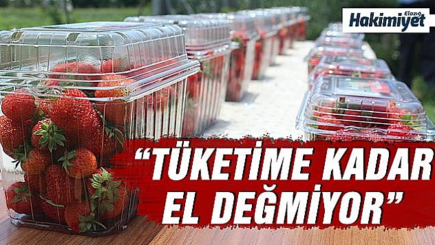 Elazığ çileği, tarladan sonra el değmeden müşteriye gidecek 