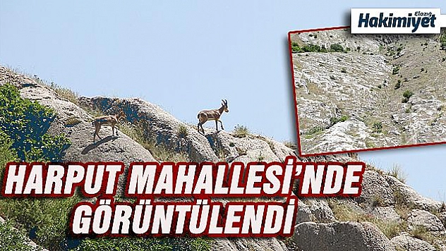 Elazığ'da yaban keçileri, Harput'a kadar indi