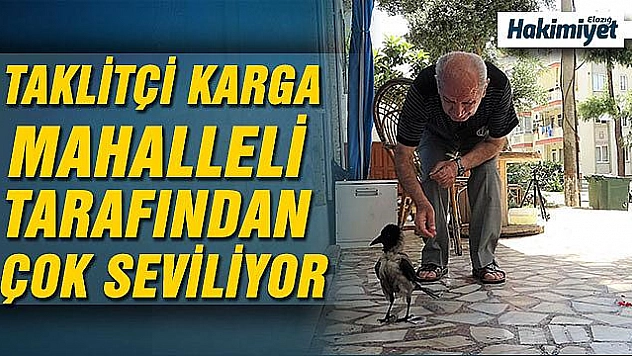 ELAZIĞ DEPREMİNİ 15 DAKİKA ÖNCEDEN HAREKETLERİYLE BİLDİREN KARGA İLE DOSTLUK KURDU