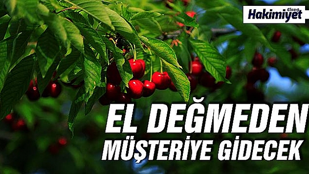 Harput kirazı hasattan sonra el değmeden müşteriye gidecek