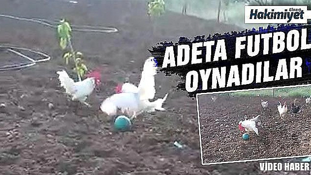 Horozların gülümseten futbolu