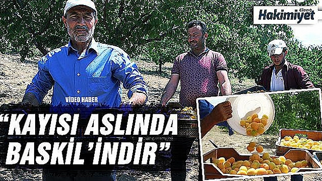 Kendi bile inanmamıştı, şimdi herkesten önce hasat yapıyor