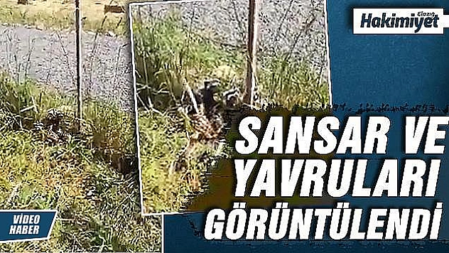 Kırmızı Liste'de korunan alaca sansar ailesi görüntülendi