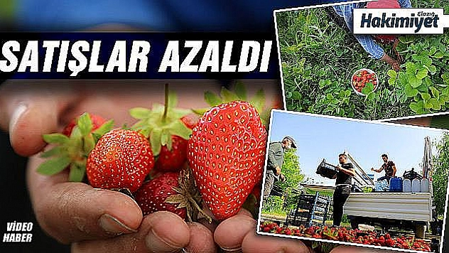 Organik çilekte hasat başladı
