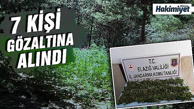 Uyuşturucu tarlasına şok operasyon düzenlendi