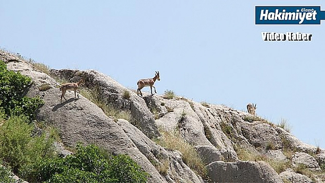 Yaban keçileri Harput'ta görüntülendi
