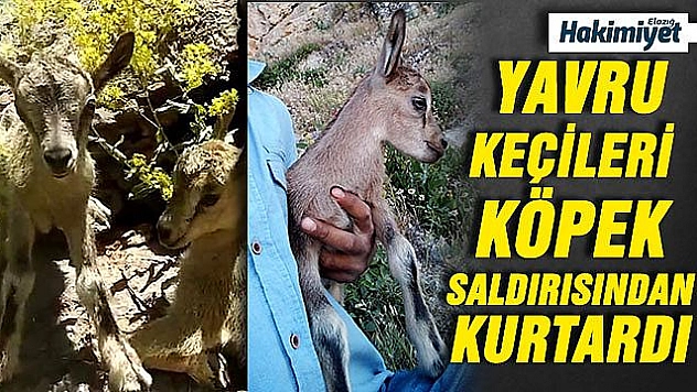 Yeni Doğmuş Dağ Keçileri Görüntülendi 