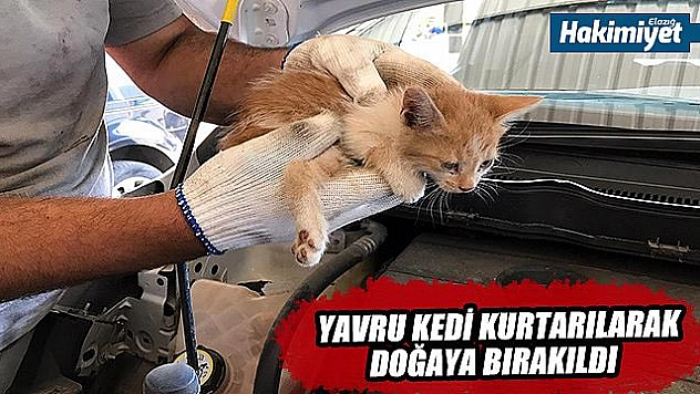 Aracın far kısmına girip sıkışan yavru kedi kurtarıldı