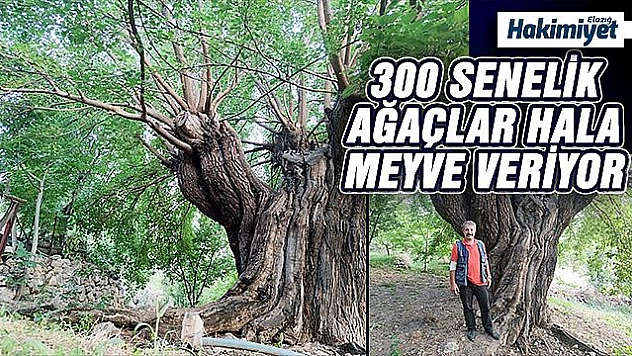 Dedelerinin dedeleri dikti, asırlık ağaçlar halen dut veriyor