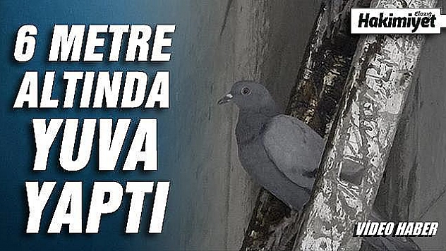 Elazığ'da güvercin yerin 6 metre altına demirden yuva yaptı