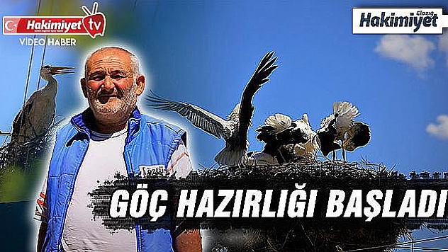 Elazığ'da leyleklerin yavruları büyüdü