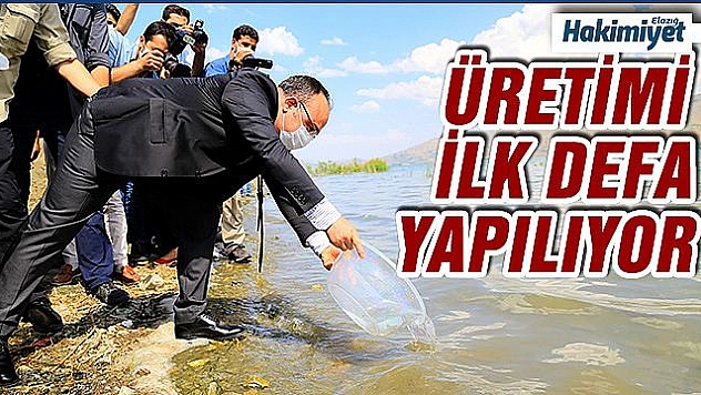 İlk defa üretimi yapılan 420 bin adet siraz balığı, Hazar Gölü'ne bırakıldı