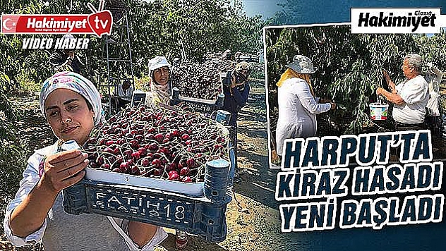 Kirazın diğer bölgelerde hasadı bitti, Harput'ta yeni başladı