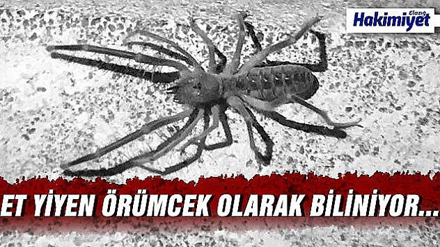 Sarıkız Örümceği Görüntülendi