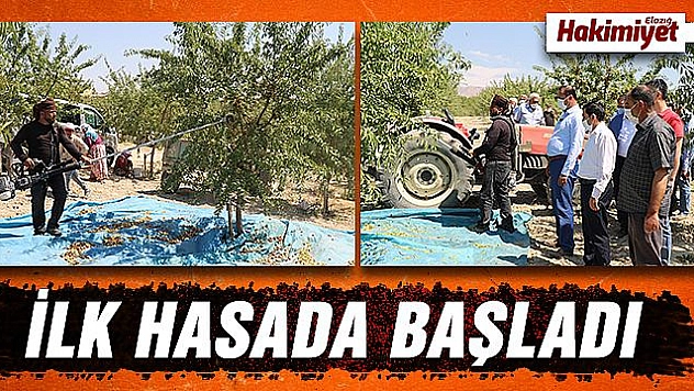 Devlet desteğiyle 45 dekara badem ekti