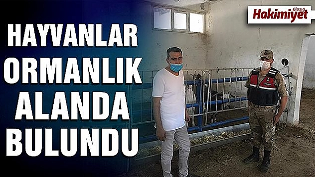 Kayıp hayvanları, jandarma 12 kilometre uzaklıkta buldu