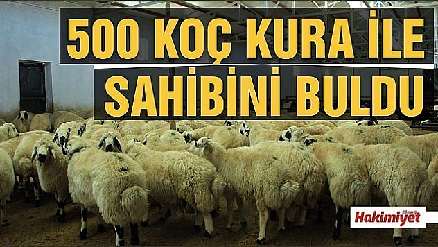 Elazığ'da hibe destekli 500 koç kura ile sahibini buldu
