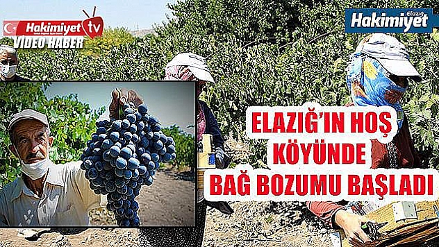 Hoş köyünde  bağ bozumu heyecanı