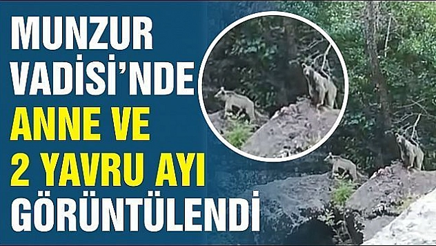 Munzur vadisinde anne ve 2 yavru ayı görüntülendi