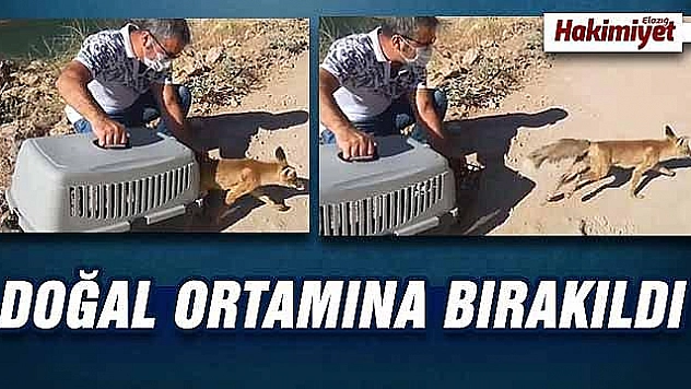 Tedavisi yapılan tilki doğaya salındı  