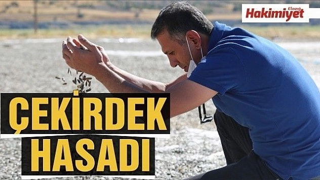 Çerezlik çekirdek için üretilen ayçiçeğinin hasadı başladı