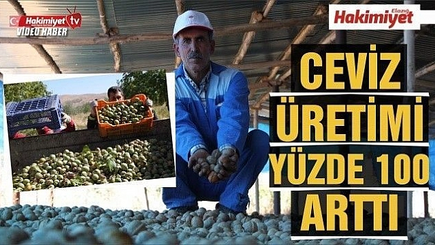Ceviz üretimi yüzde 100 arttı, yıllık 4 bin tona yaklaştı