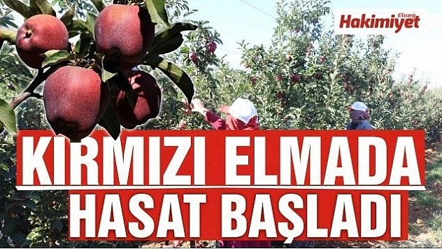 Elazığ'da kırmızı elma hasadı başladı