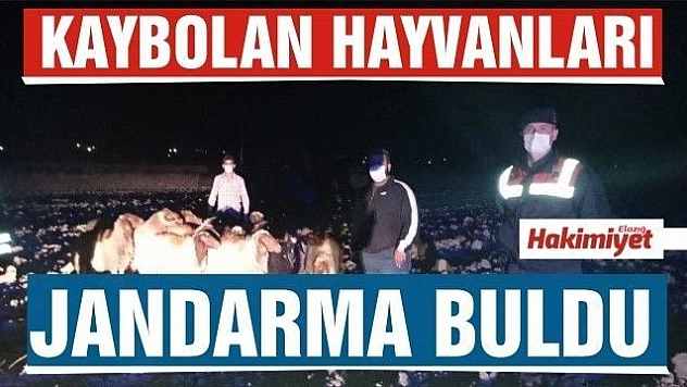 JANDARMA,KAYBOLAN 15 KÜÇÜKBAŞ HAYVANI BULARAK SAHİBİNE TESLİM ETTİ 